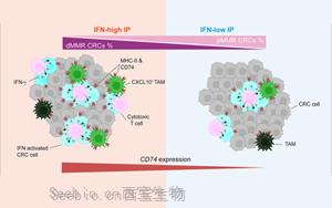 Cancer Cell：蛋白水平預測腸癌免疫治療反應