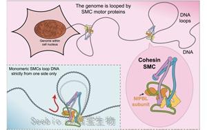 《Cell》突破性研究推翻了“DNA環形成”的舊定律