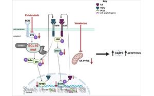 布魯頓酪氨酸激酶抑制使BCL10功能獲得突變體驅動的多藥耐藥DLBCL腫瘤對venetoclax重新敏感