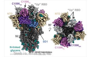 Science子刊：新的抗體顯示出擊敗所有<font color='red'>SARS-CoV-2變體</font>的潛力