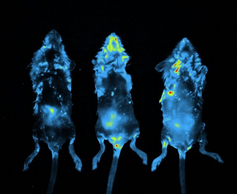 小動物活體成像用染料解決方案----Lumiprobe(3)