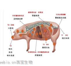 Seebio霉菌毒素生物脫毒一站式解決方案