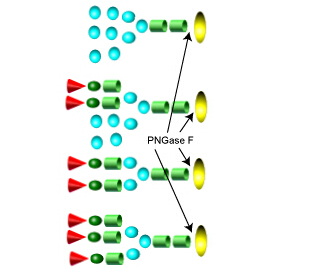 Endoglycosidases 內(nèi)切糖苷酶