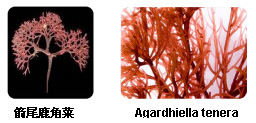 卡拉膠的生物來源