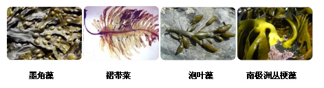 巖藻多糖硫酸酯的生物來源